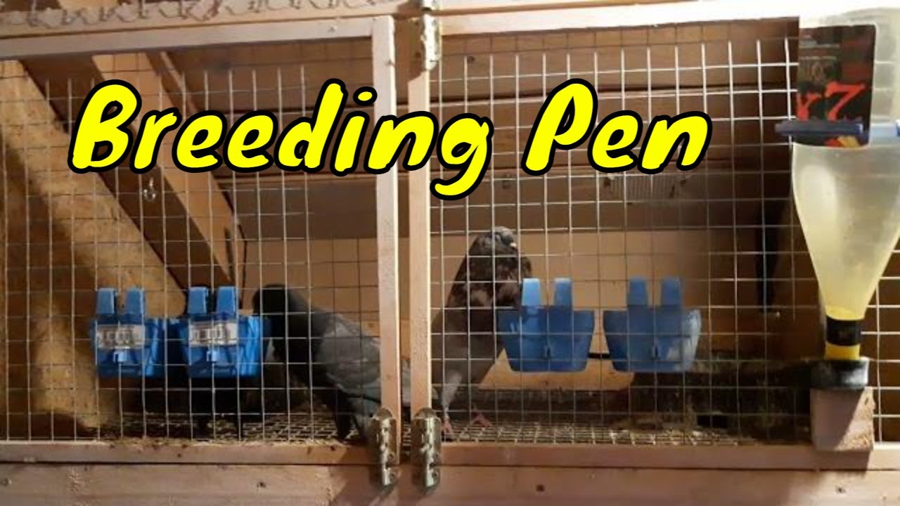 Breeding pen - Horseman Pouter