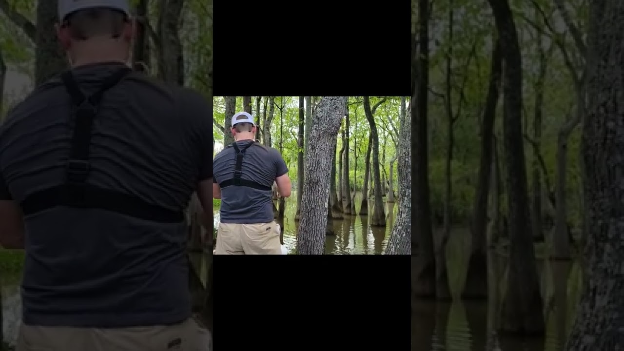 HUGE Shellcracker fishing #fishing