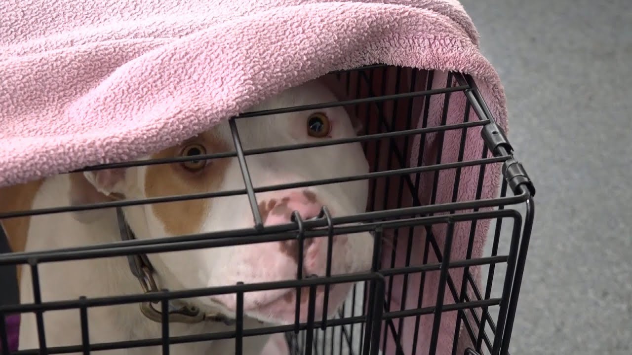 These Dogs May Have to Get Euthanized if They’re Not Adopted