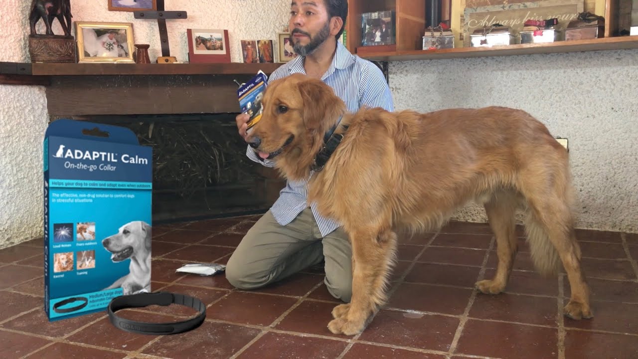 COLLAR ADAPTIL | Reduce estrés miedo agresividad en tu perro.