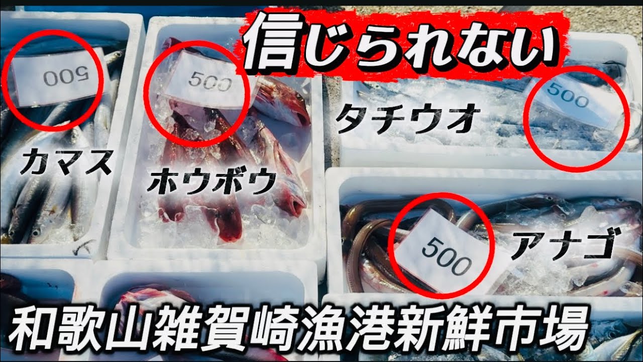  【和歌山雑賀崎漁港市場】飛ぶよぅに売れる雑賀崎名物足赤エビ🦐旬の魚がまだ動いてる👀✨新鮮で安くて本当美味しい✨漁師さん直売新鮮激安市場