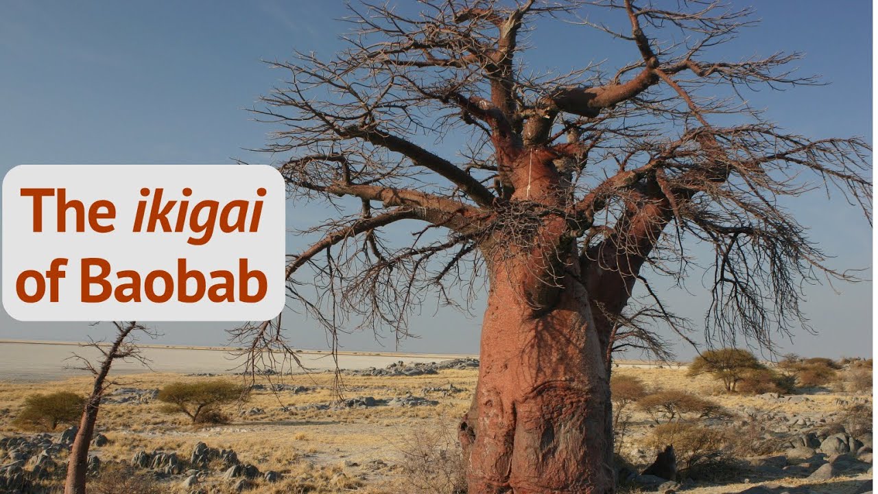 ikigai of Baobab