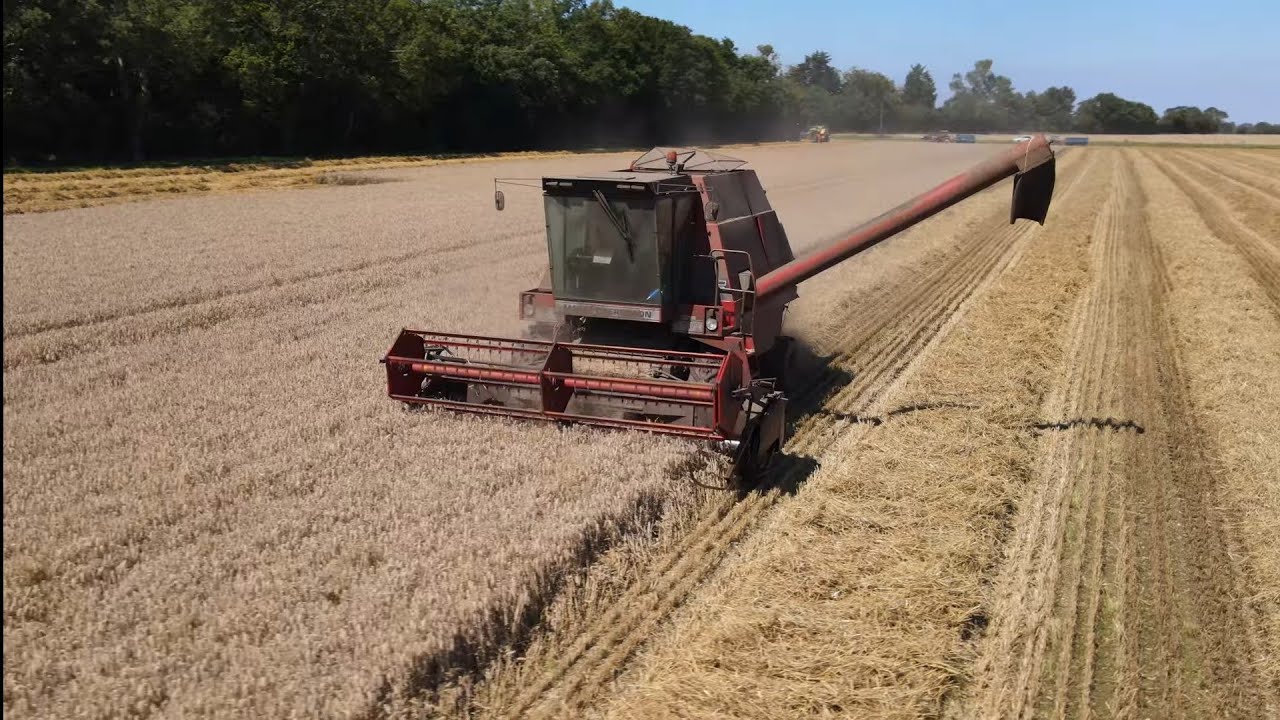 4Kᵁᴴᴰ Harvest 2023: Massey Ferguson 29 combine harvester and Leyland 245 Tractor cutting wheat