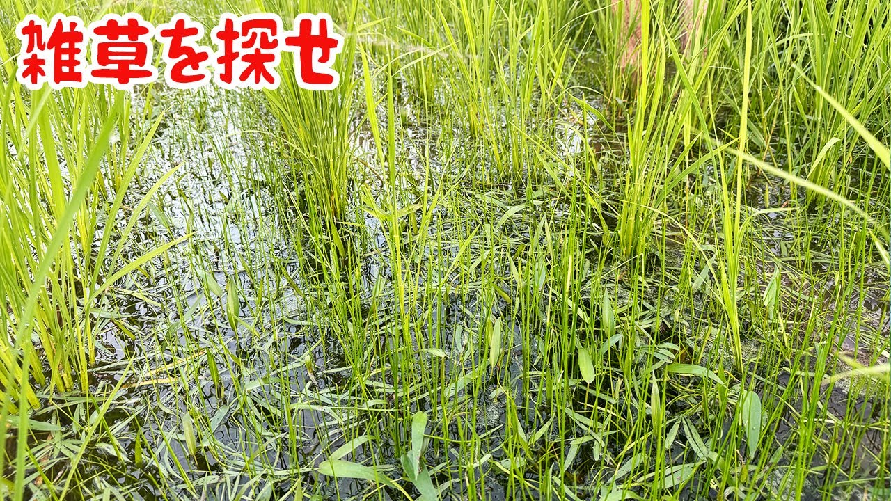 無農薬水田に大量繁茂する雑草コナギを食べてみた