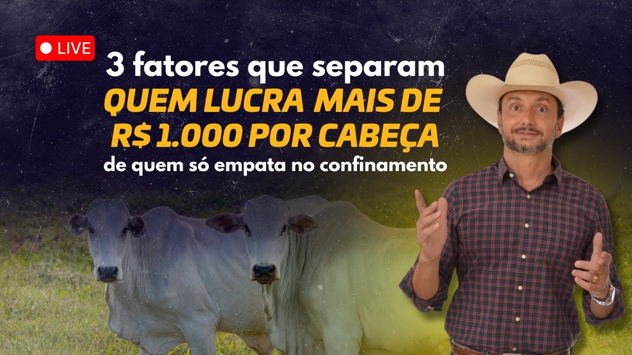 3 fatores que separam quem lucra R$ 1.000 por cabeça de quem só empata no confinamento?
