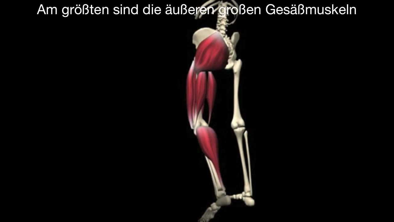 Skelett, Gelenke und Muskeln by Marc.mov