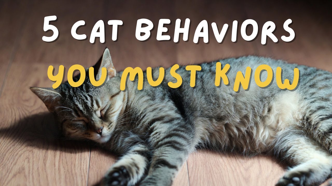 What Your Cat Is Trying to Tell You: 5 Strange Habits Explained