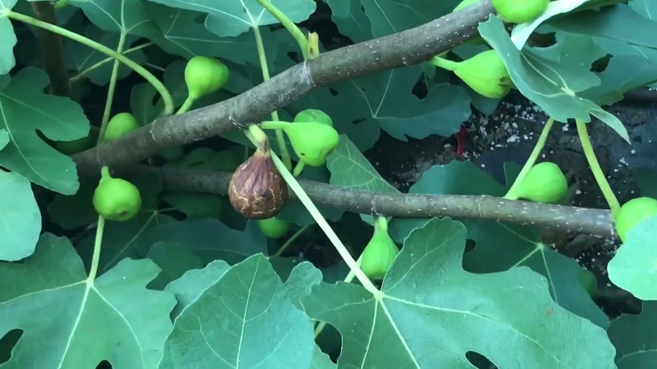 Off the Beaten Path Nursery 2023 September fig ripening video