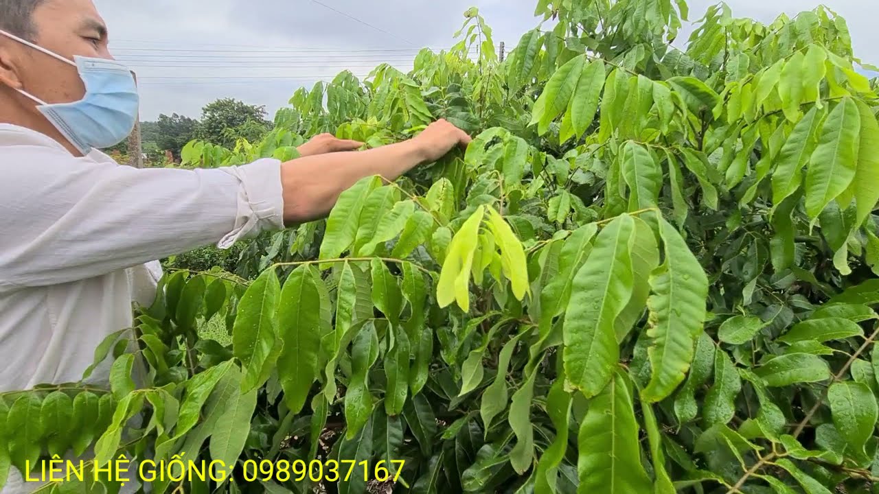 Nên trồng giống nhãn gì và cách phân biệt các giống nhãn.