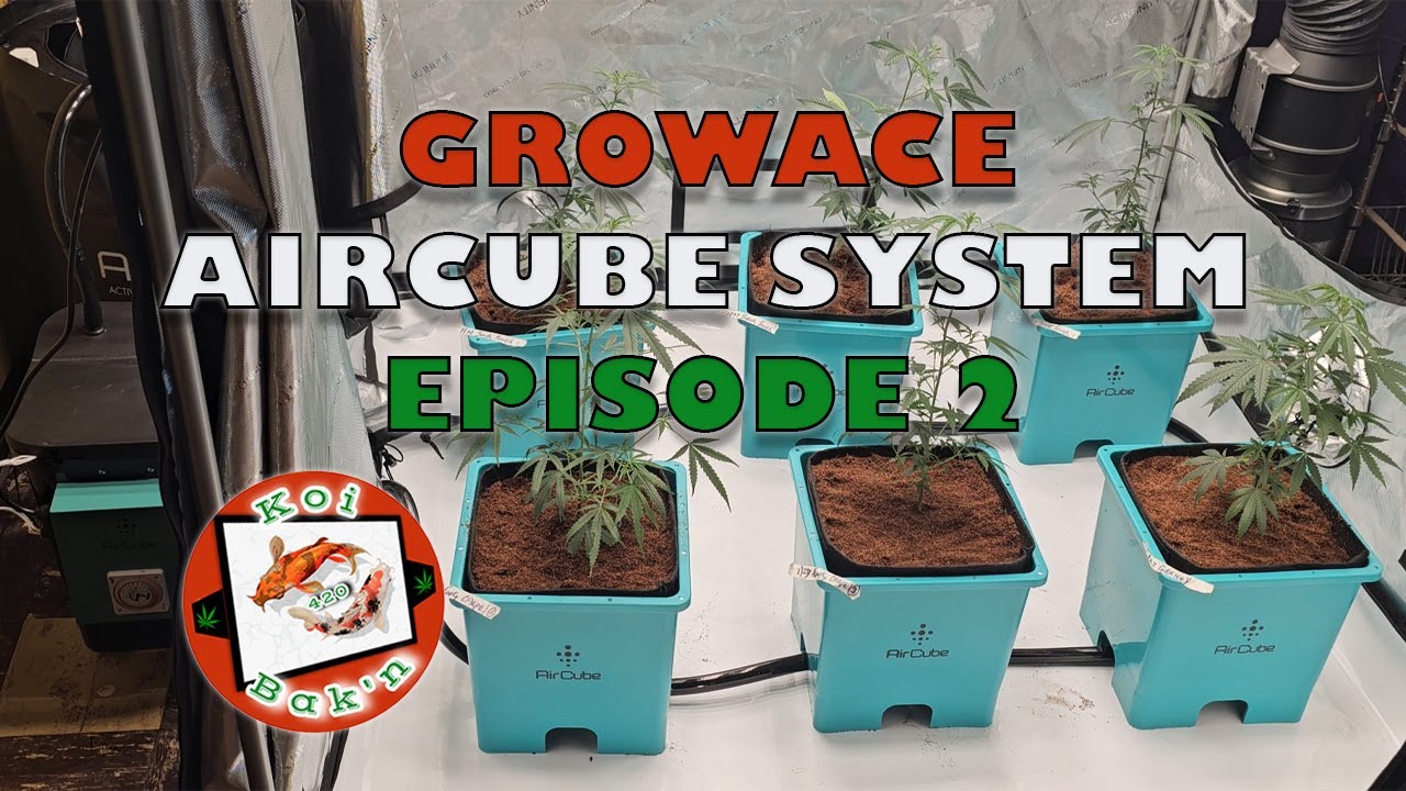 Growace | AirCube Active Oxygen Ebb and Flow Grow System | Ep 2 | Bucket System Setup Walkthrough
