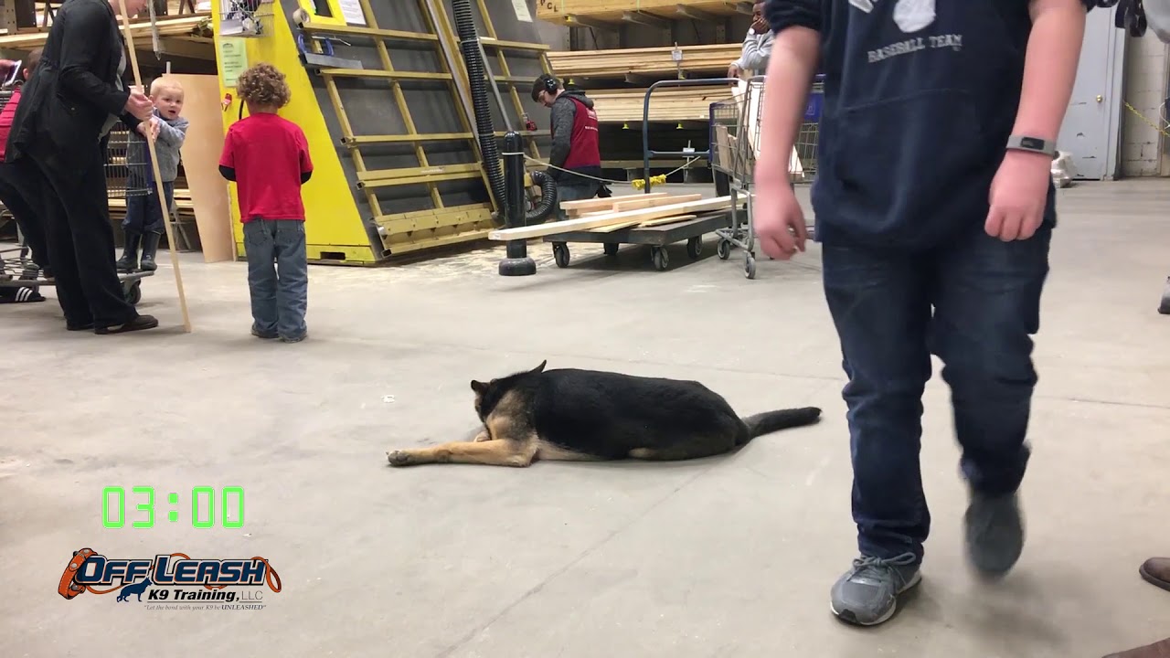 5 Month Old German Shepherd 