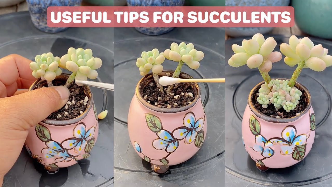 Useful Tips For Succulents - Part 28 | 多肉植物 | 다육이들 | Suculentas #plants
