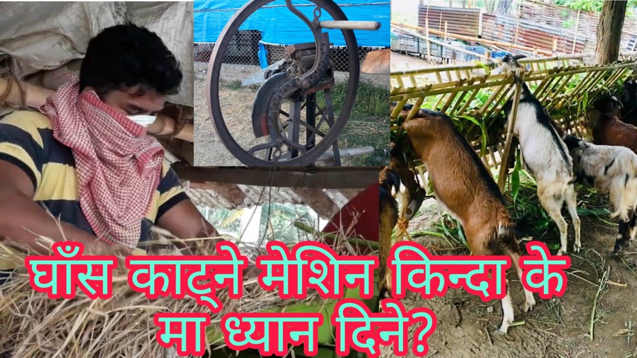 ११ हजारमा पाउँछ बाख्रालाई घाँस काट्ने मेशिन||Best grass cutting machine in Nepal for Goat farming