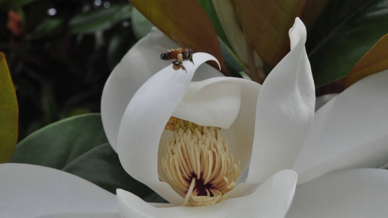 #PhenologyFriday: The Magnificent Magnolia