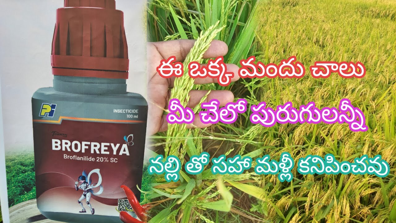 నాలుగు రకాలు వద్దు ఈ ఒక్క మoదే పురుగు కి నల్లికి చాలు