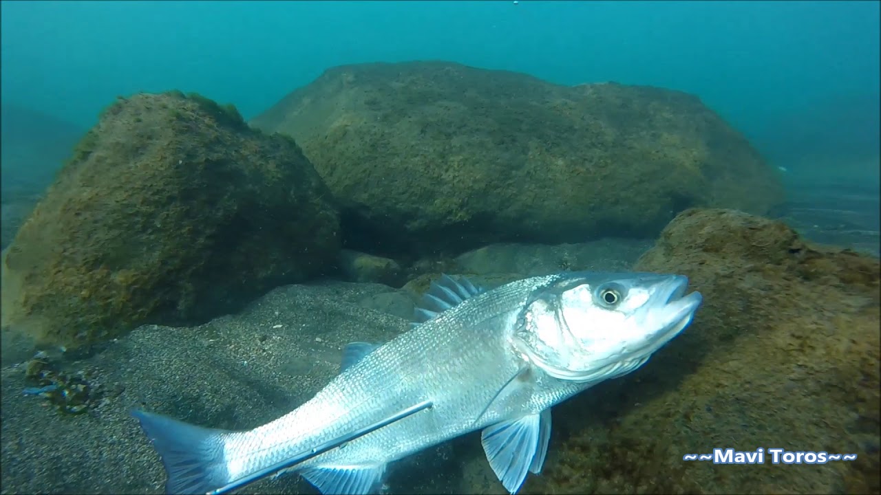 LEVREK AVLARI  Mavi Toros
