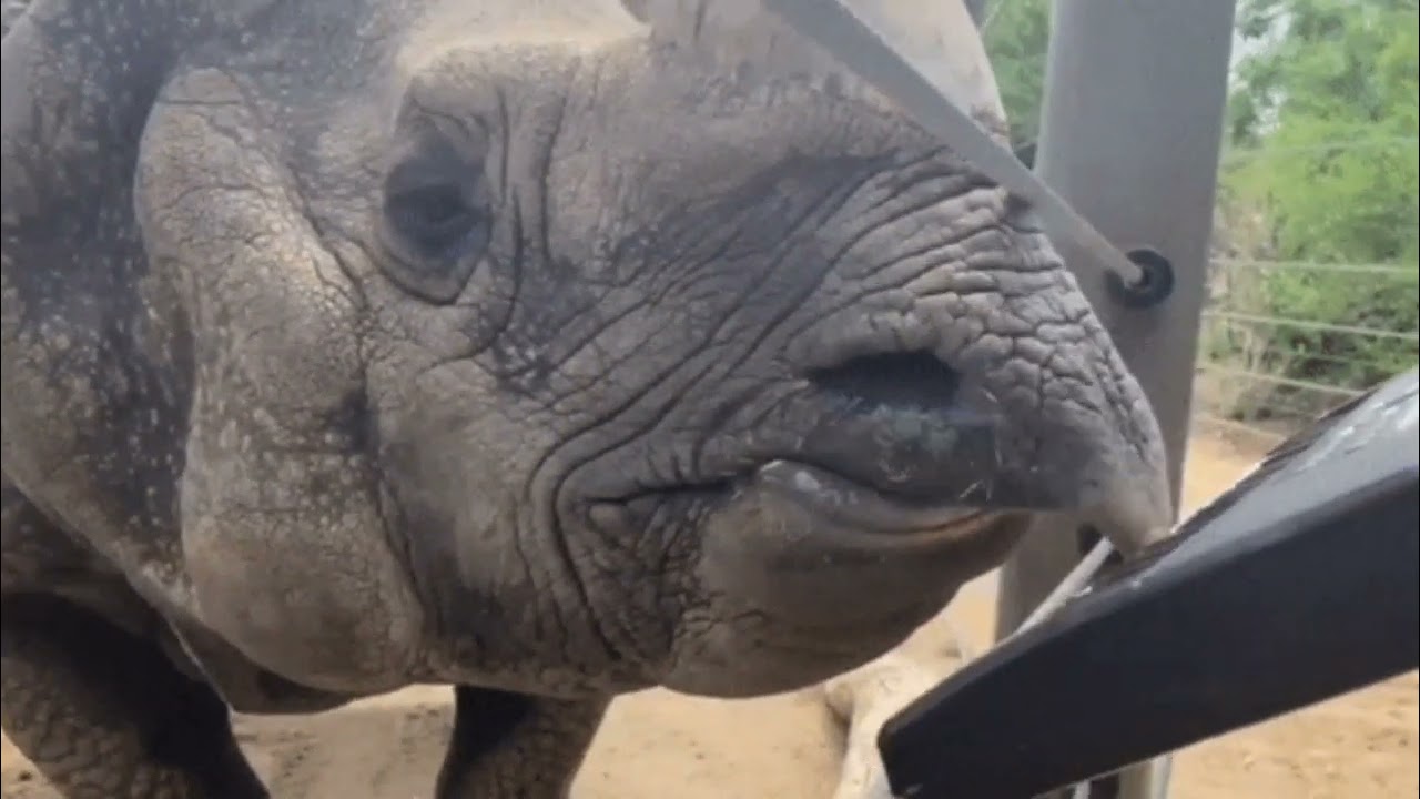 Corr rhino