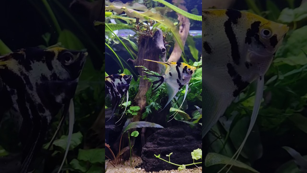 AQUASCAPE TANPA FILTER APAKAH BISA?