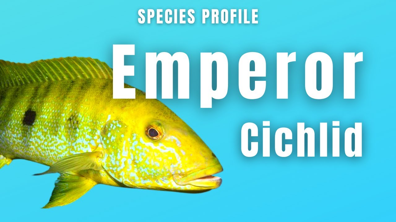 Boulengerochromis Microlepis (Императорская цихлида) - Профиль вида