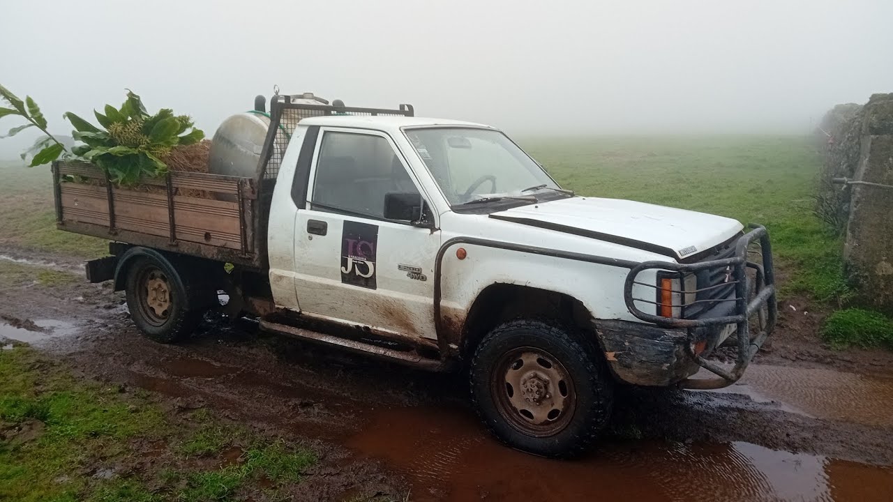 TRATAR DO GADO BRAVO DA NOSSA GANADARIA 🐂🤍💜