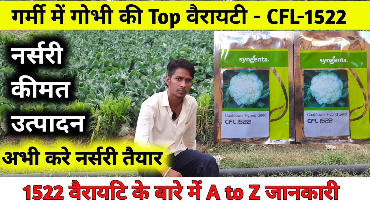 गर्मी की गोभी की नंबर 1 वैरायटी | singenta CFL-1522 cauliflower seeds | अभी करे नर्सरी तैयार