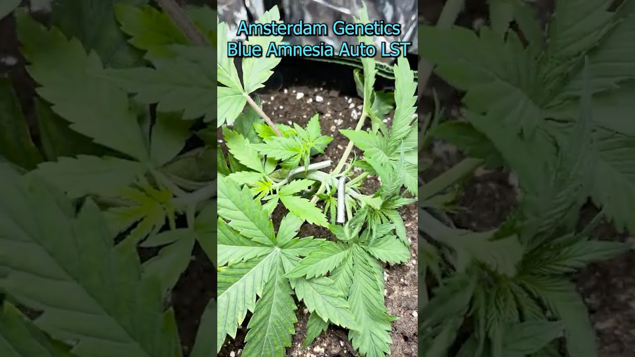 Blue Amnesia LST  #420 #cang #growingherbs #plants #Lowstresstraining #lst