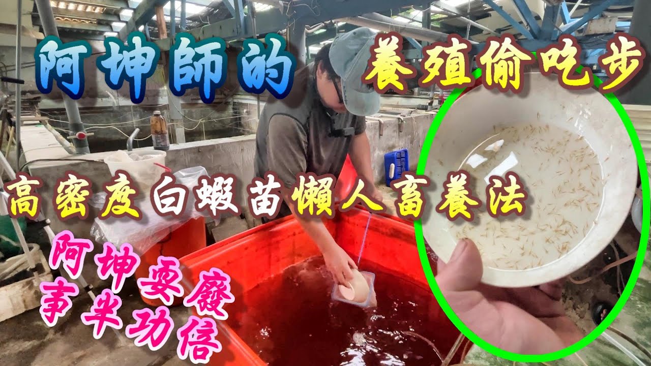 【樂園養蝦】不到400公升的封閉水體，沒過濾只靠打氣，要怎麼畜養超過十萬隻以上的白蝦苗不倒池？讓阿坤的養殖偷吃步告訴你。