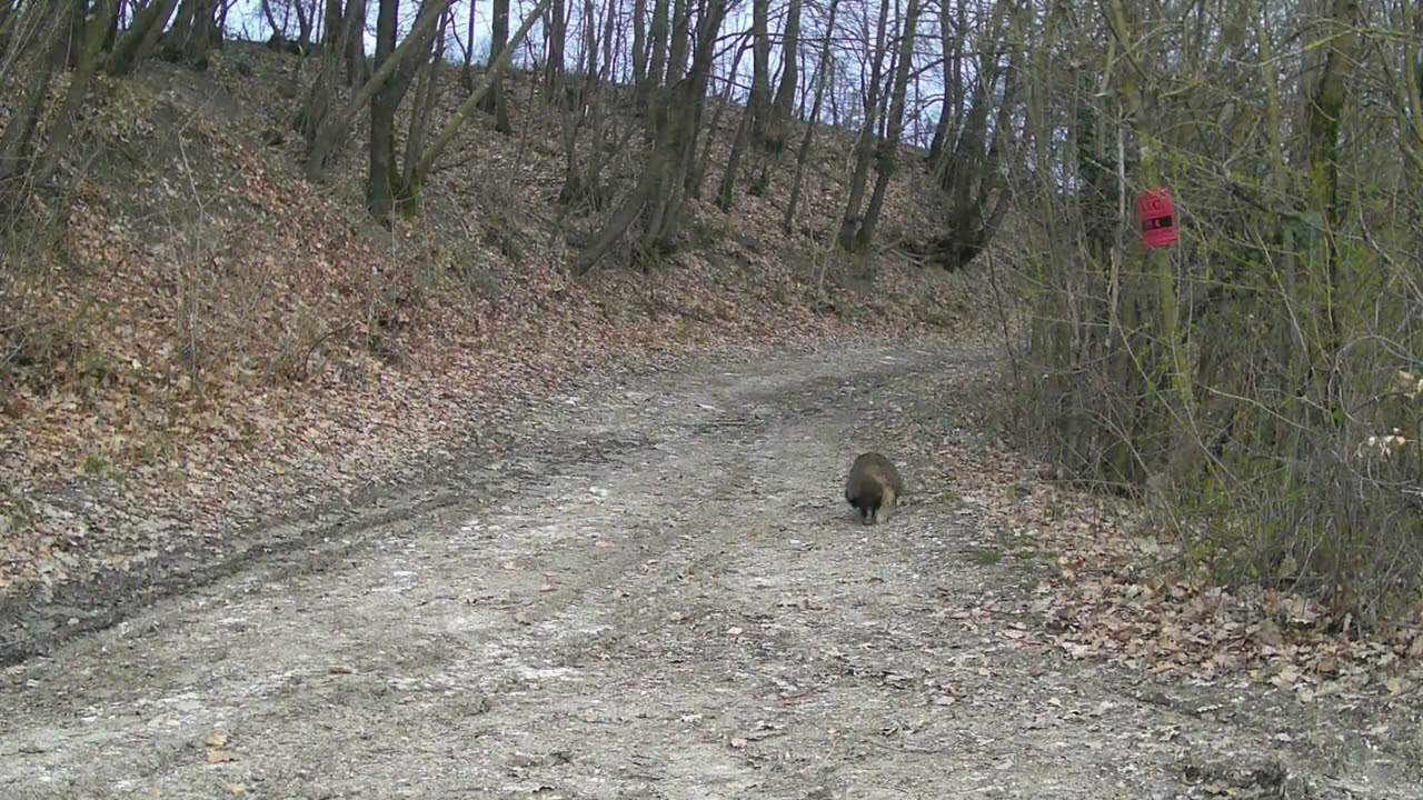 Sguardi In Natura:  Le Voci degli Animali/1