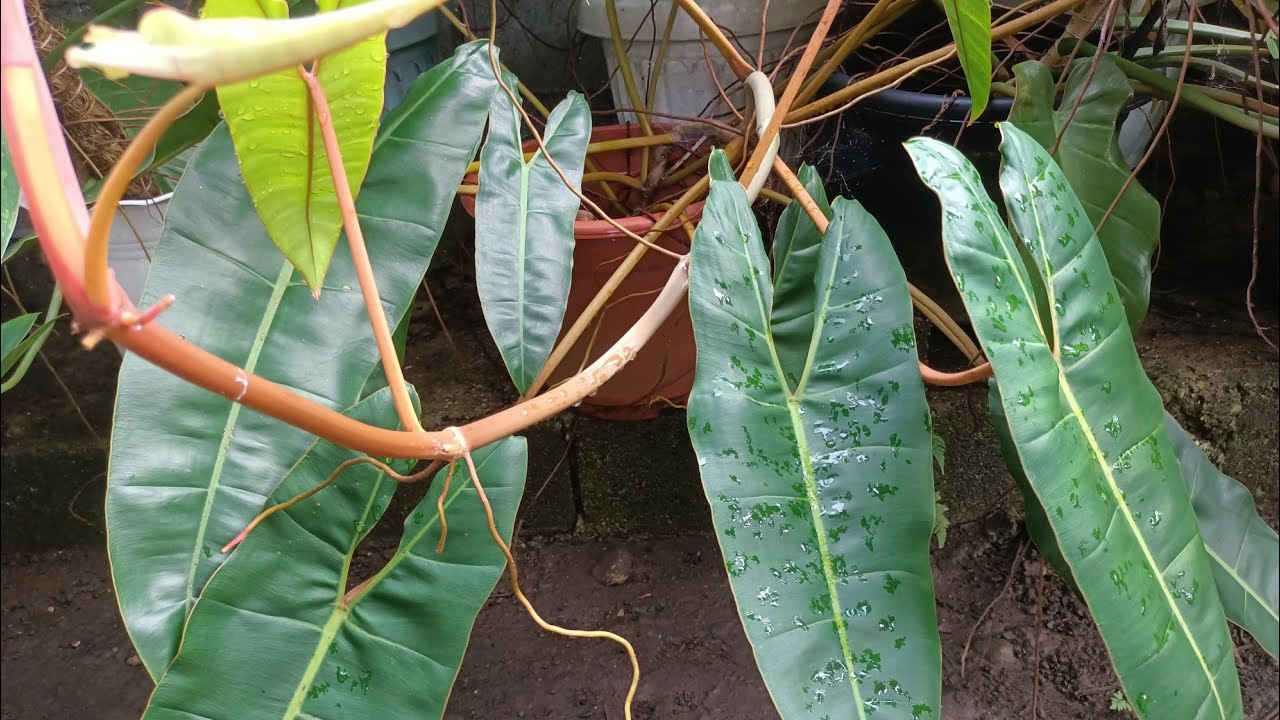 Easy Philodendron Billietiae Propagation Method