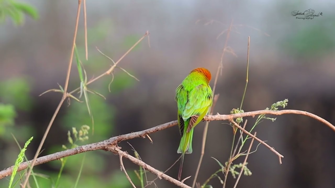 Incredible Bee-Eater Birds | Nature’s Most Colorful Hunters