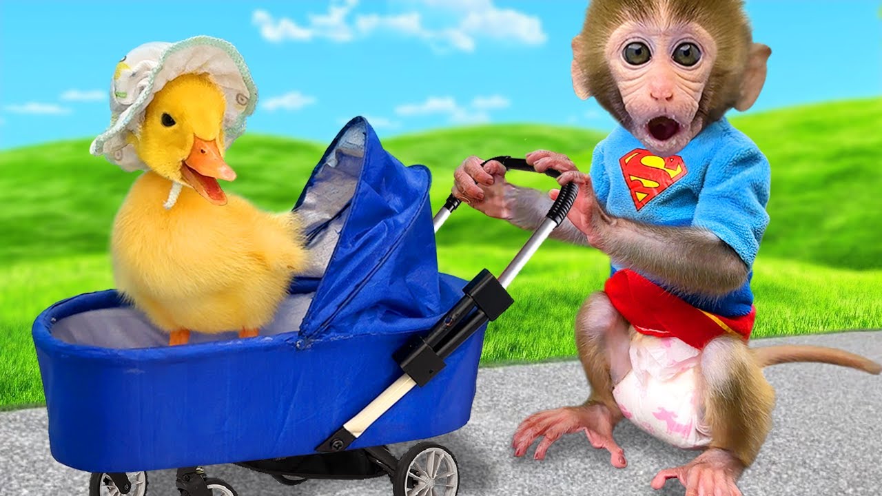 Monyet Bon Bon Imut senang dengan hujan permen pelangi di peternakan bersama teman gajah