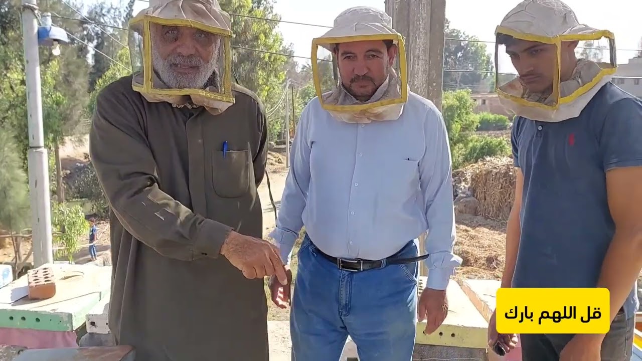 ترتيب البراويز لتسريع المط وتجييش النحل