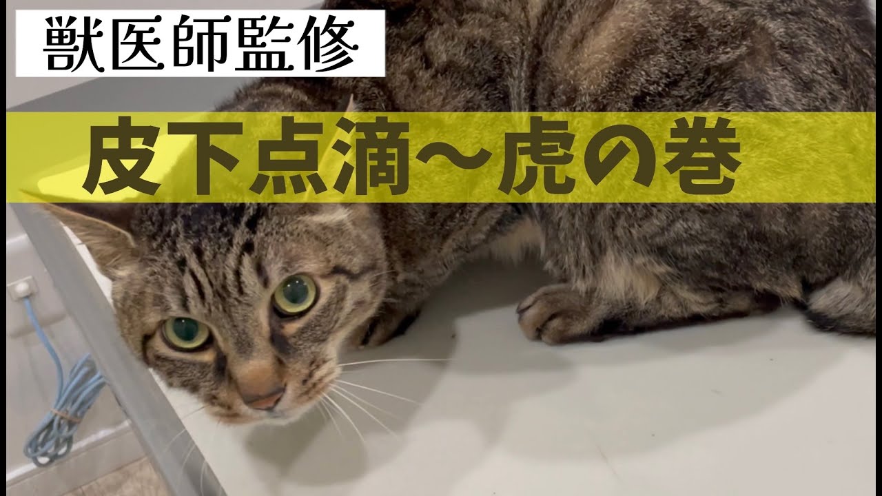 【犬猫共通】自宅で皮下点滴をすることになったあなたへ〜虎の巻