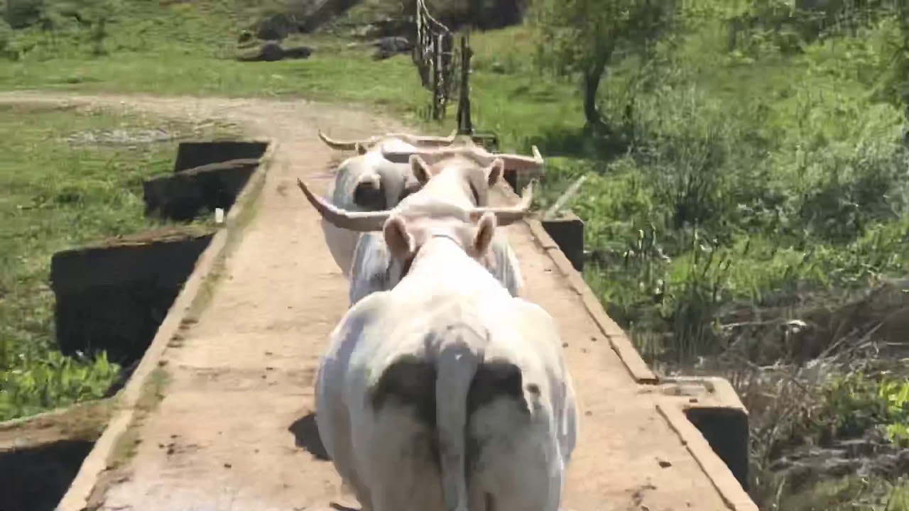 LABORES DE MANEJO GANADERO: CAMBIO DE CERCADO DE LOTE DE CUBRICIÓN