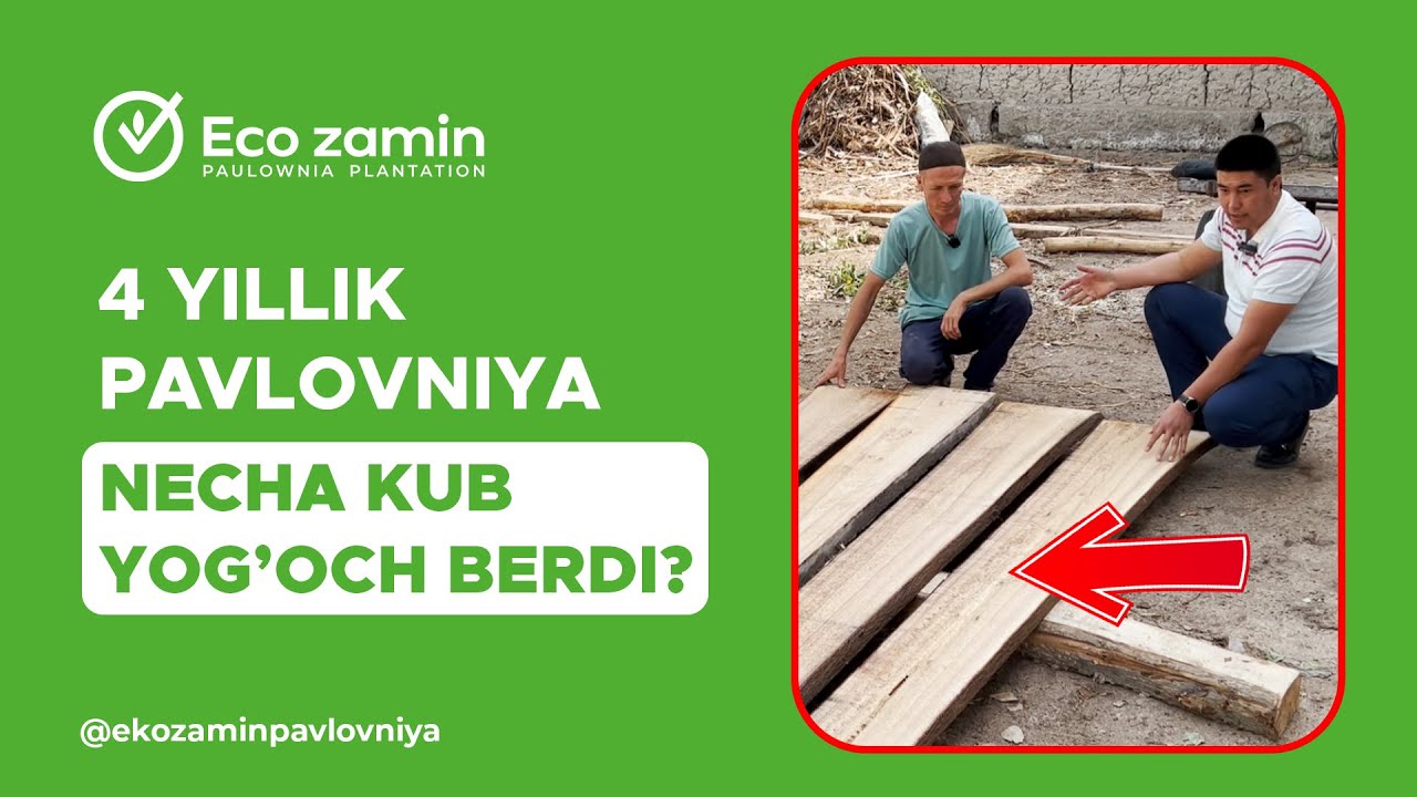 4 йиллик павловния неча куб ёғоч берди?