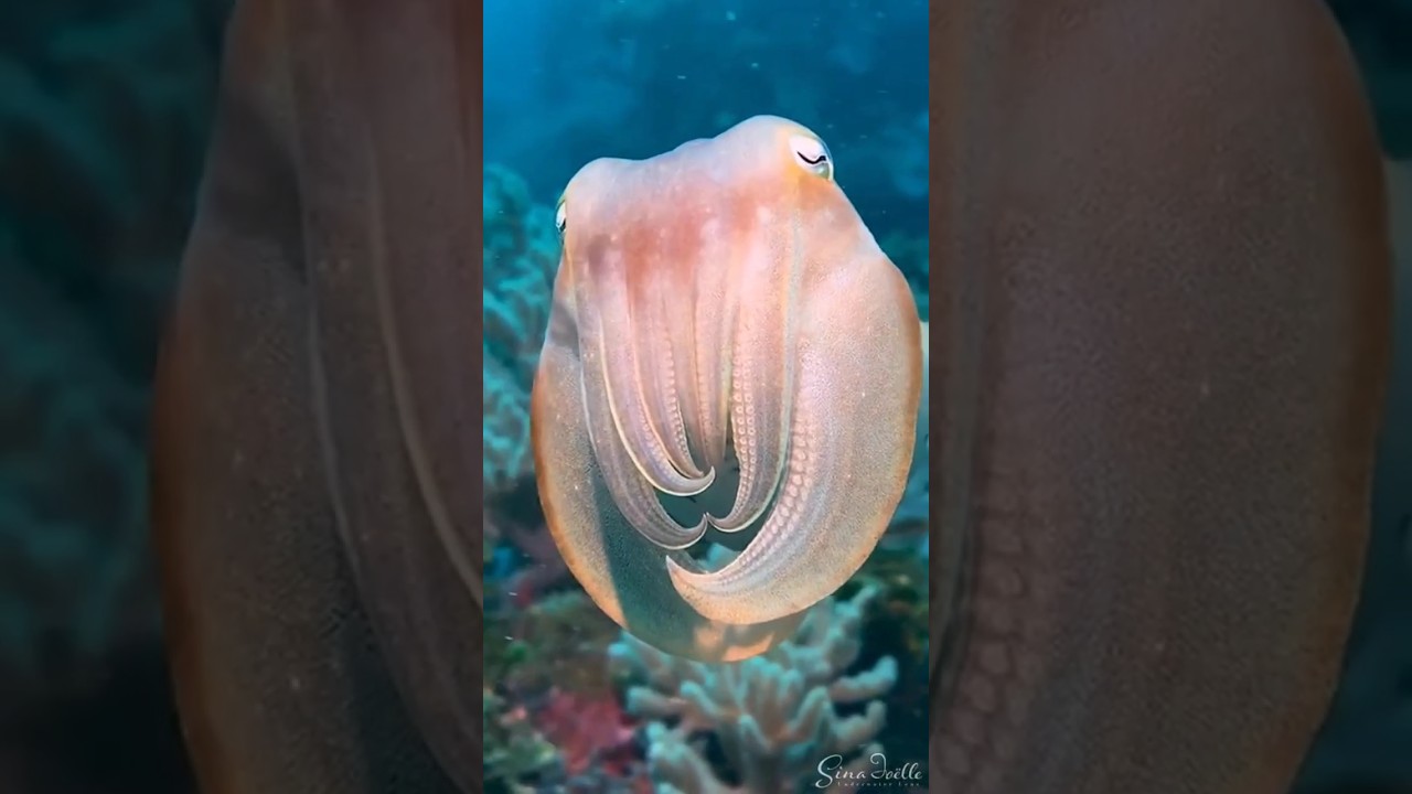 Look at this cuttlefish (Sepiida) showing off! The skin of cuttlefish has specialised cells which al