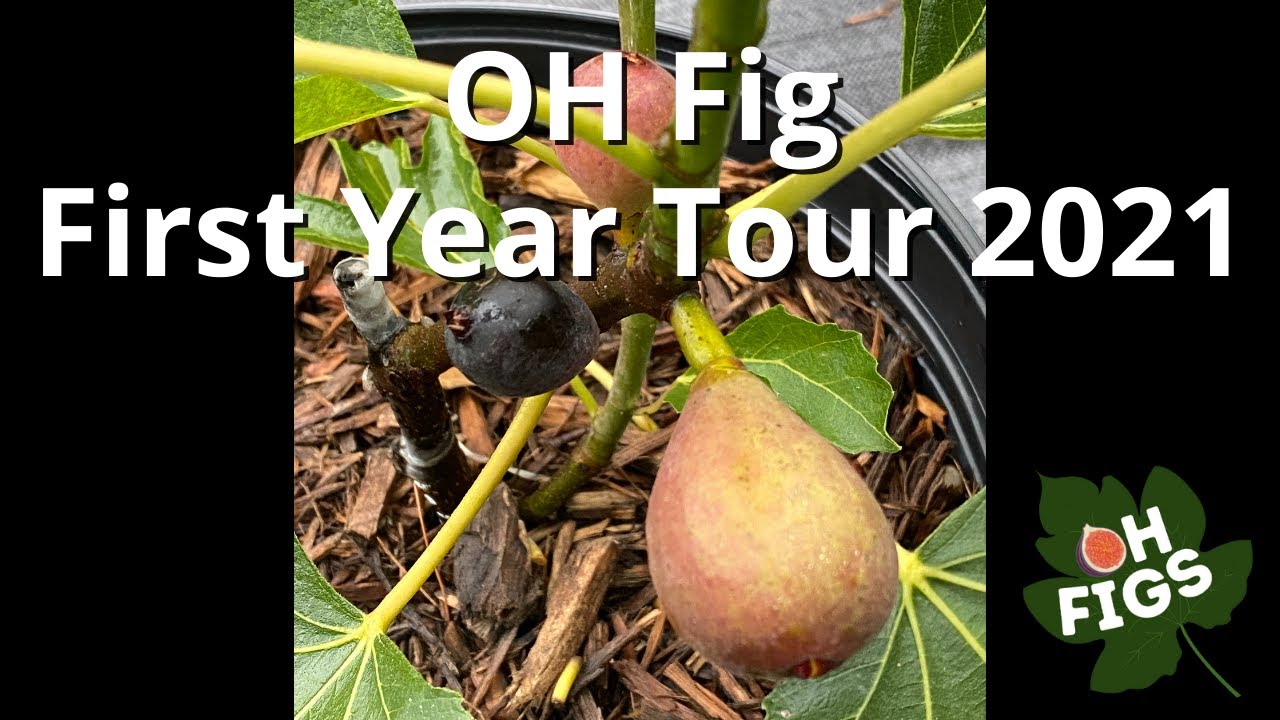 Ohio Fig Orchard Tour! Summer 2021