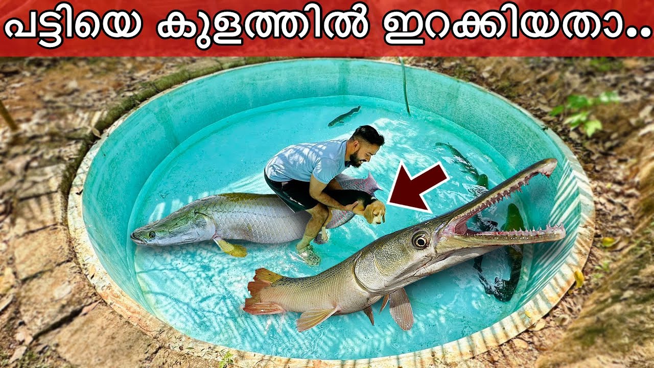 💥അരപൈമ നമ്മുടെ പട്ടിയെ തിന്നാൻ നോക്കി!! | Gaint Arapaima attacked our Dog