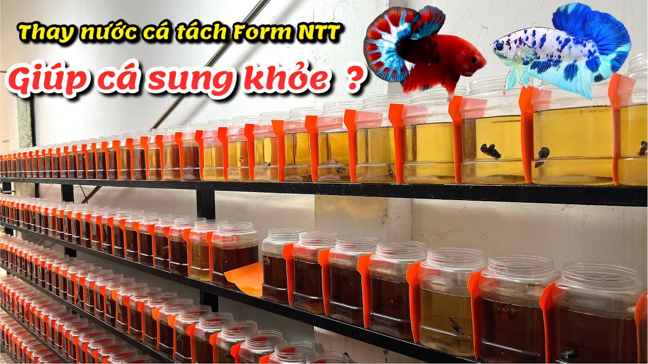 Thay nước như thế nào giúp cá tách Form sung khỏe [ Thanh Hải BETTA ]