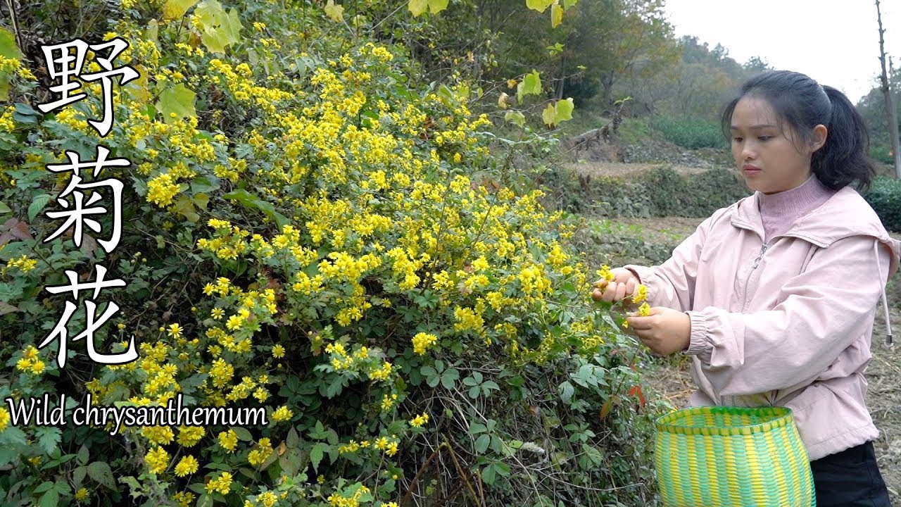 山上采摘一篮野菊花，可以泡菊花茶，还可以做一道菊花美食