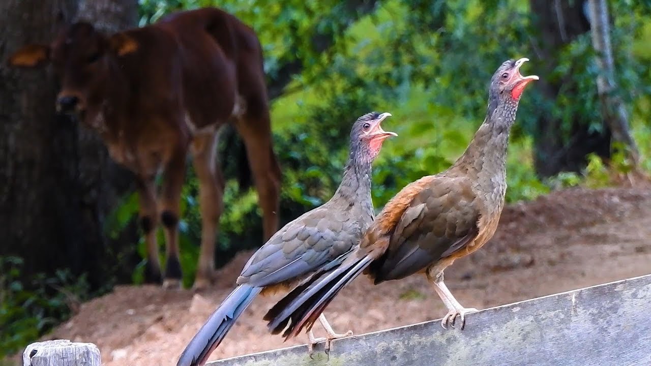 CANTO do ARACUÃ-DO-PANTANAL: Casal canta em dueto! (ORTALIS CANICOLLIS), CHACO CHACHALACA, CHARATA