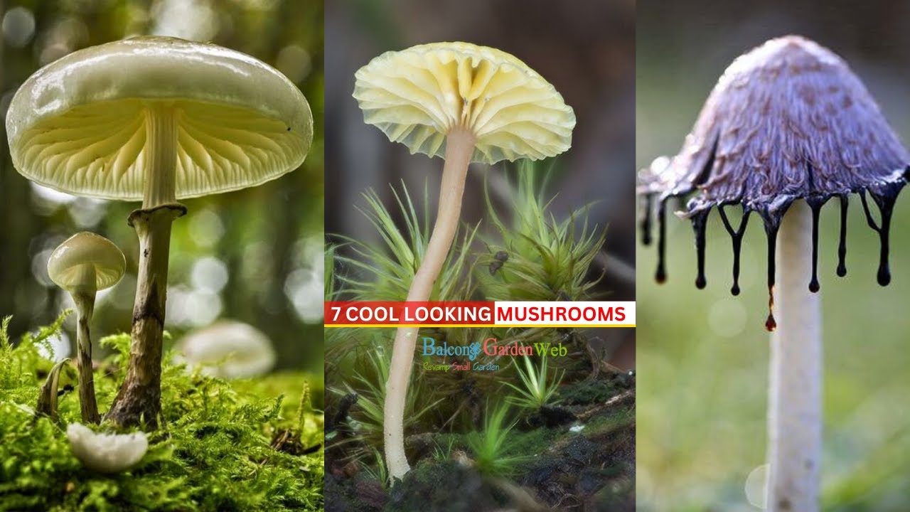 7 Cool Looking Mushrooms | Weird Mushrooms #mushroom