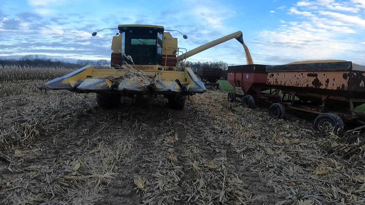Harvesting My First No Till Corn