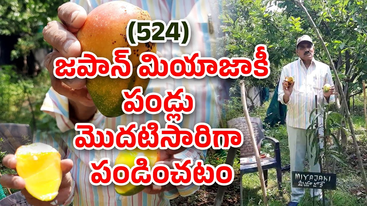 Japan Miyazaki mango fruit harvested & tasted||hari babu||natural farming