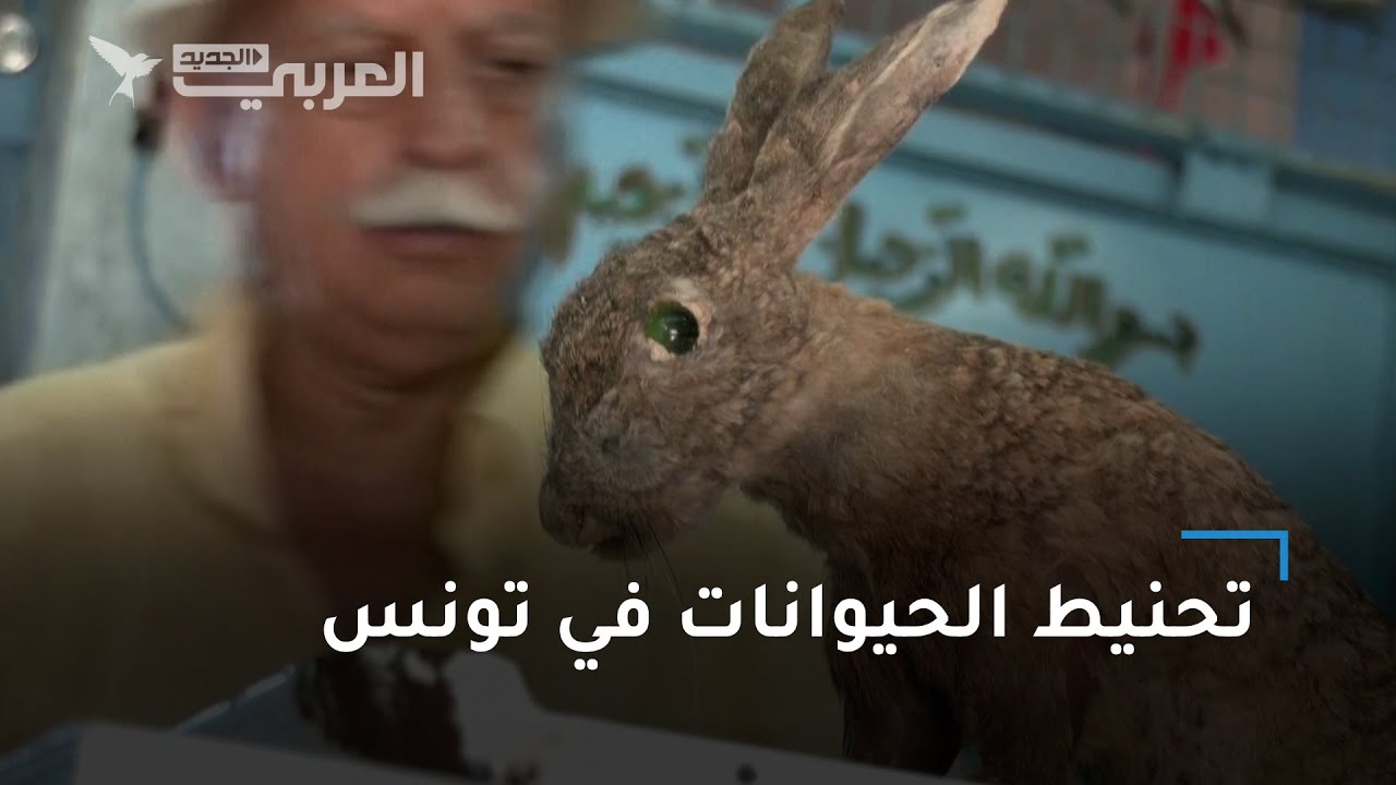 تحنيط الحيوانات الأليفة في تونس.. هل يحظى بالقبول؟