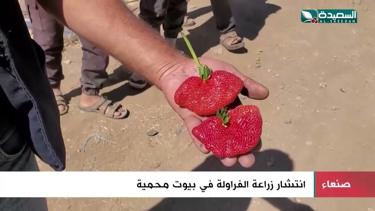 زراعة الفراولة في بيوت محميه تتزايد في صنعاء ومديرياتها