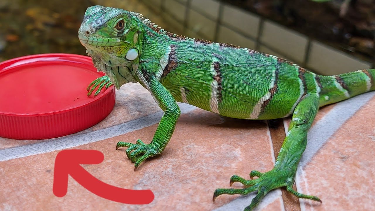 90% das pessoas não faz isso com a Iguana.