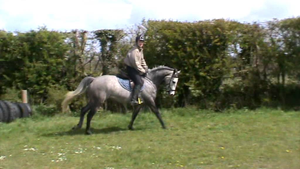 Ardfry Brietta 148 6yr old FOR SALE