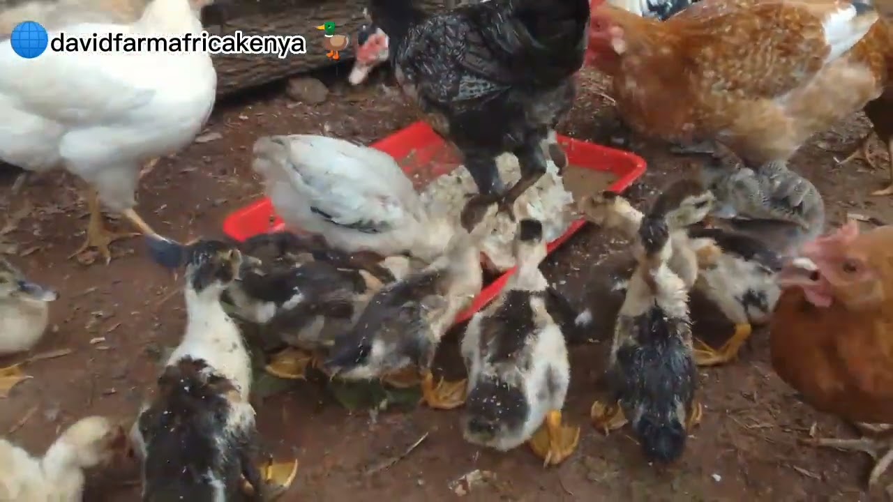 Duck farming in Kenya