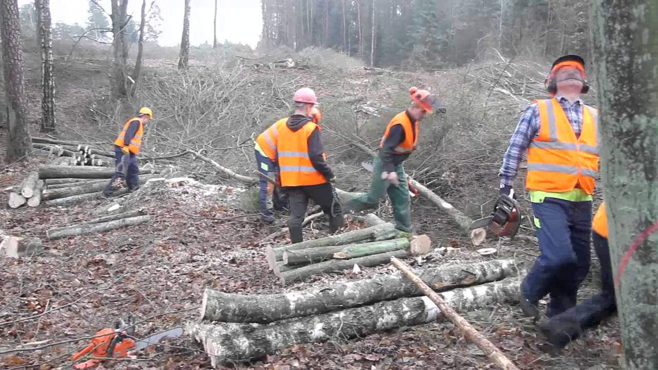 Wycinka drzew pod obwodnicę Olsztyna